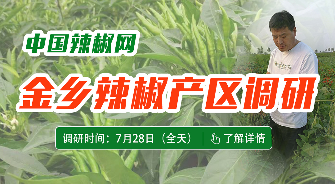 辣椒調(diào)研公眾號圖