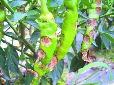 fengmian