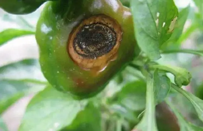 fengmian