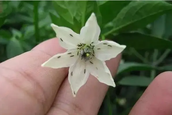 fengmian