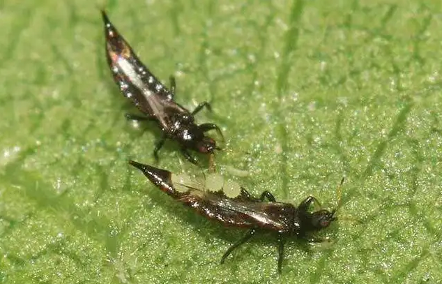 fengmian