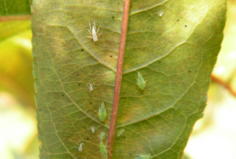 fengmian