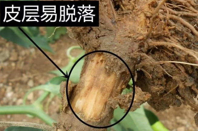 fengmian
