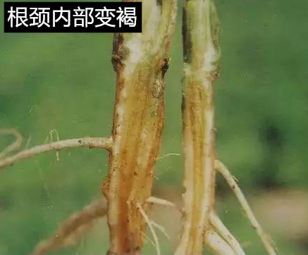 fengmian