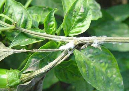 fengmian