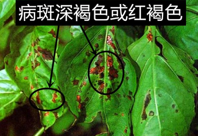 fengmian