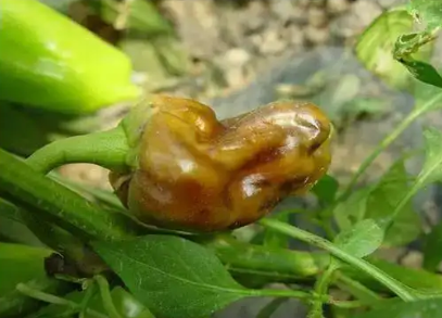 fengmian