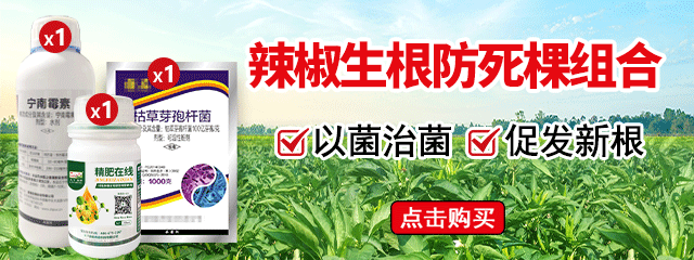 辣椒生根防死棵組合圖片