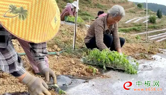 辣椒