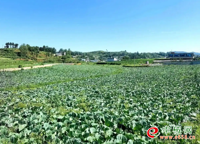 辣椒2