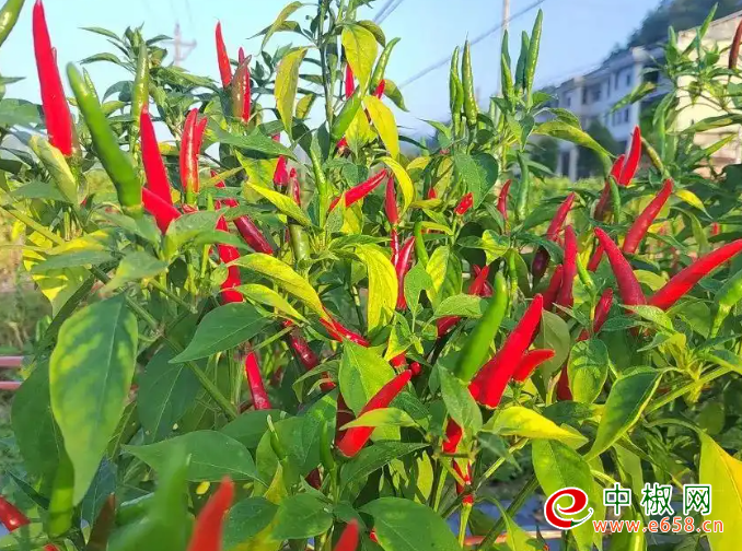 辣椒2