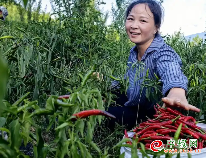 辣椒